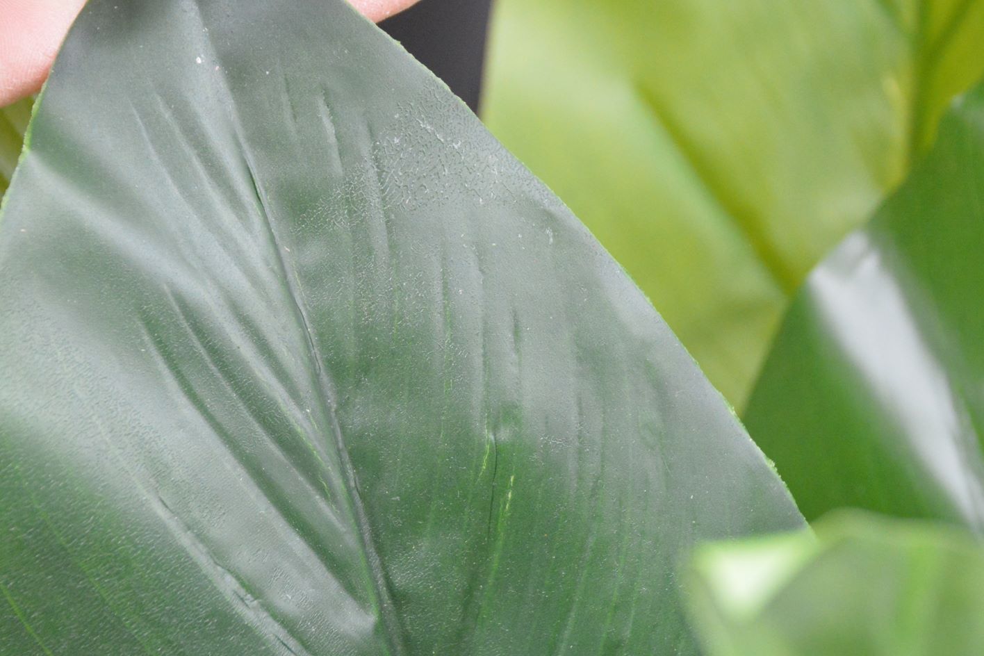 ストレチア・アイビー寄せ植え(1点物)