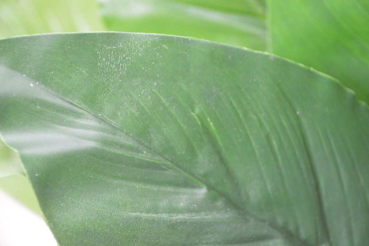 ストレチア・アイビー寄せ植え(1点物)