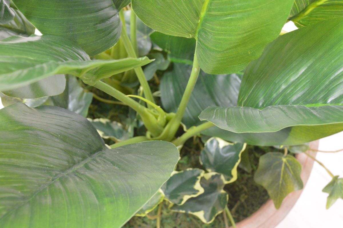 ストレチア・アイビー寄せ植え(1点物)