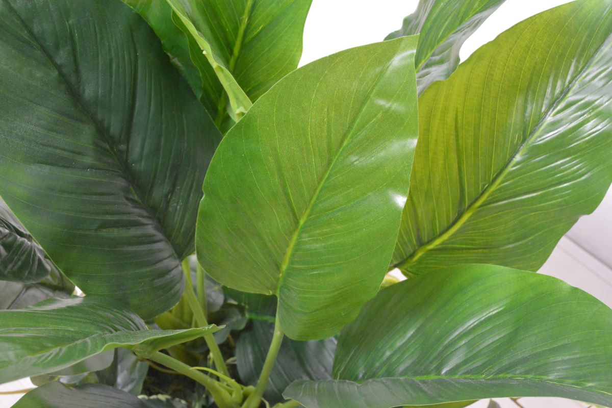 ストレチア・アイビー寄せ植え(1点物)