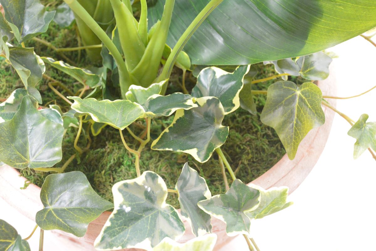 ストレチア・アイビー寄せ植え(1点物)