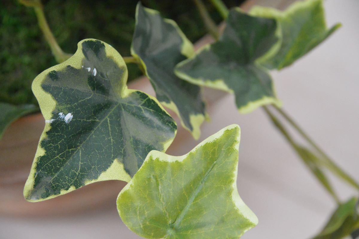 ストレチア・アイビー寄せ植え(1点物)