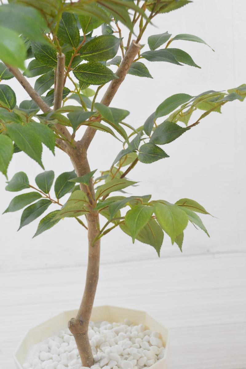 マウンテンアッシュ