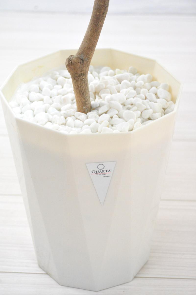 マウンテンアッシュ