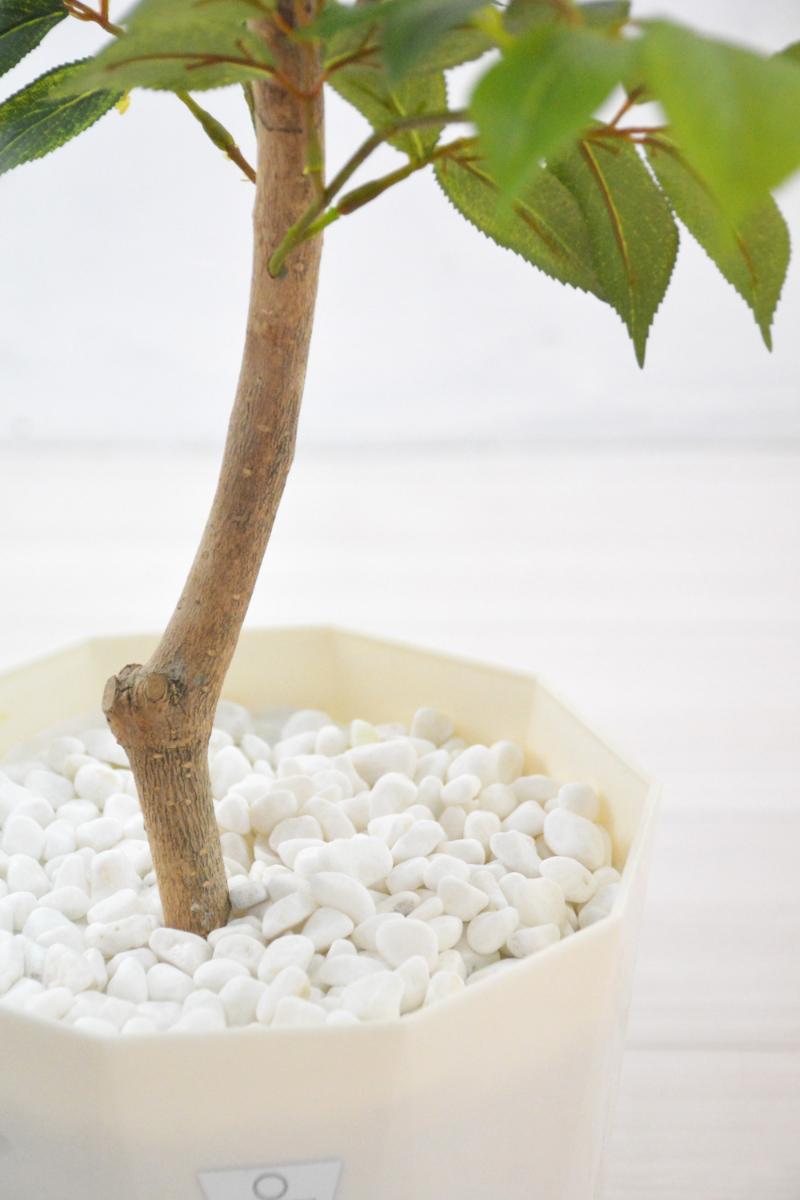 マウンテンアッシュ