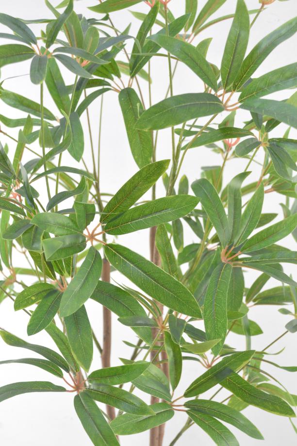 ミニシェフレラ