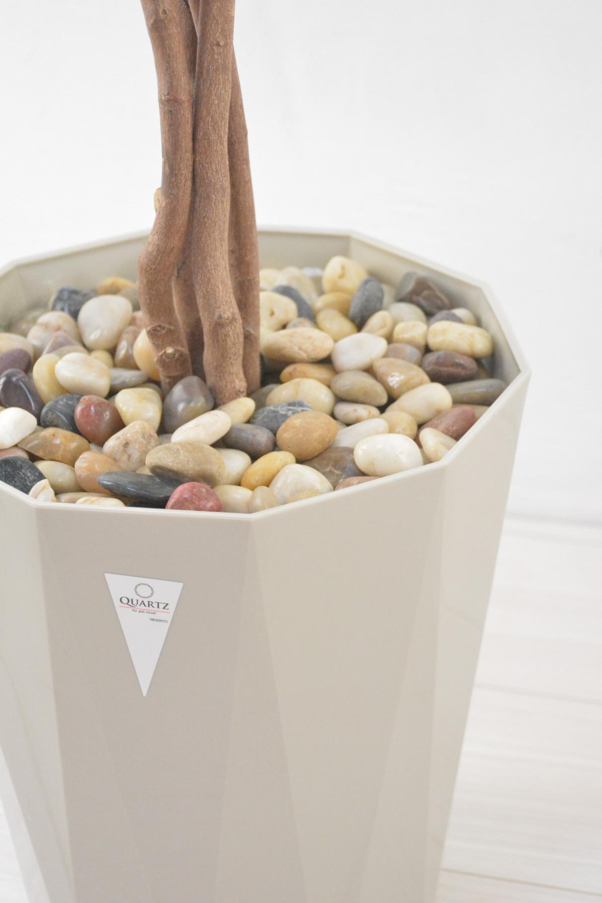 ミニシェフレラ