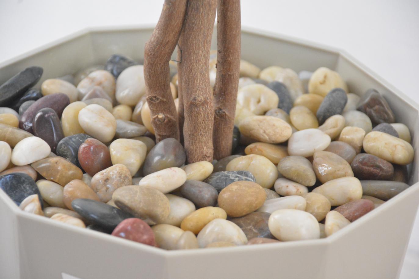 ミニシェフレラ