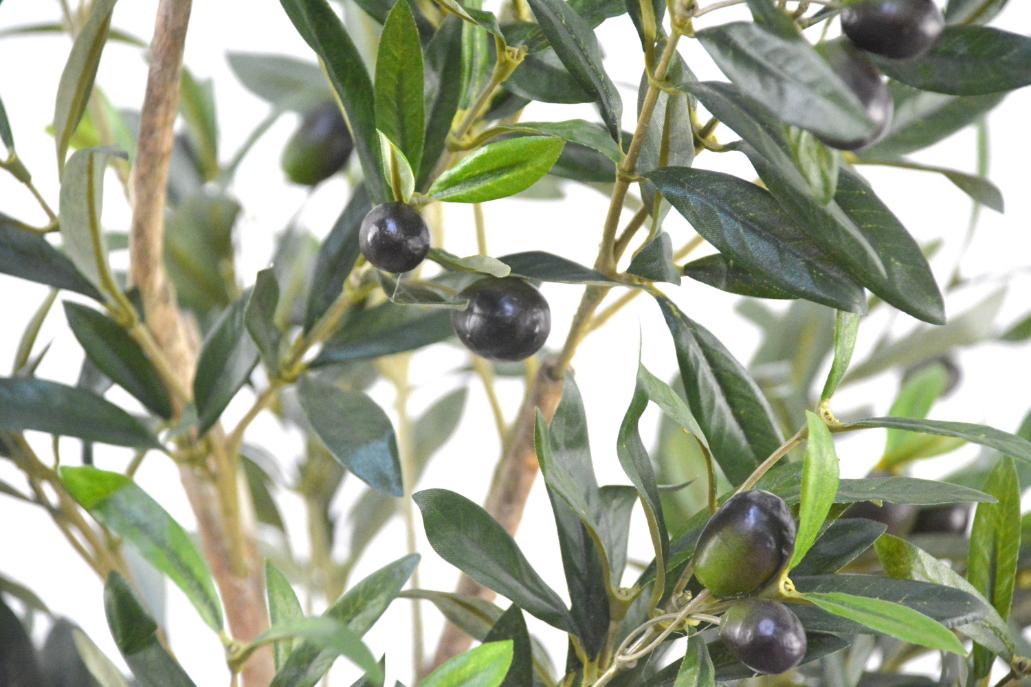 オリーブ