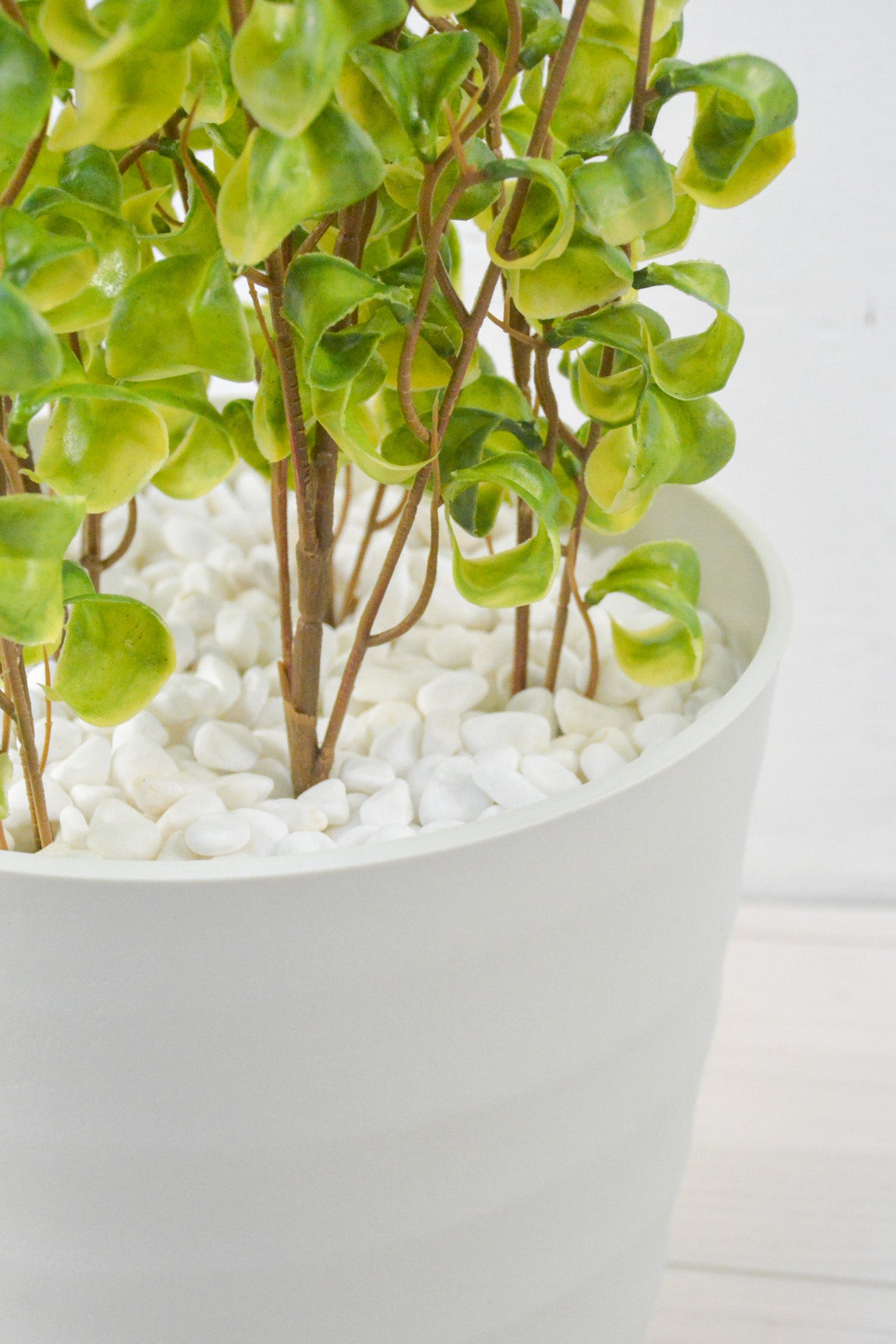 ベンジャミンバロック