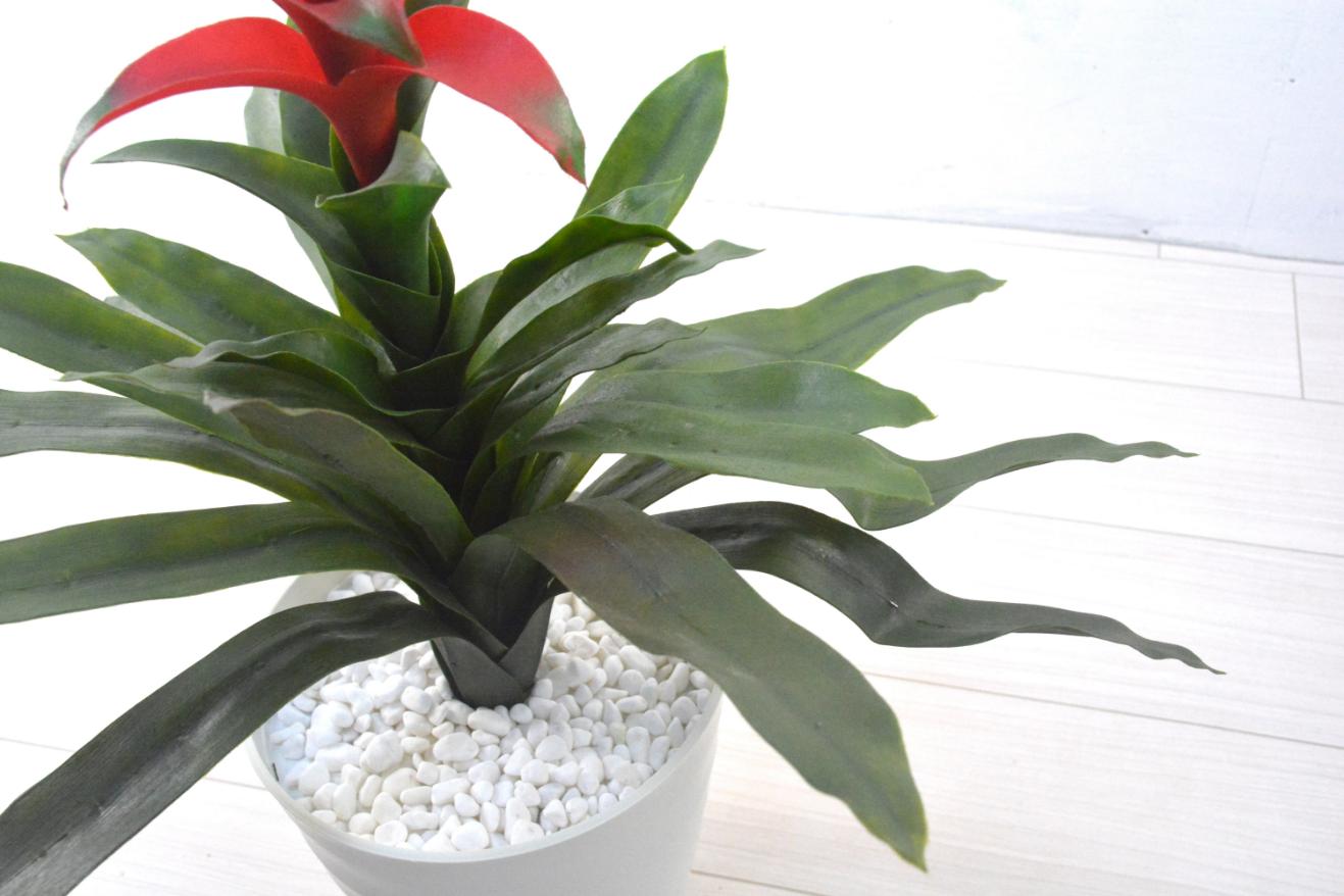 スカーレットスター