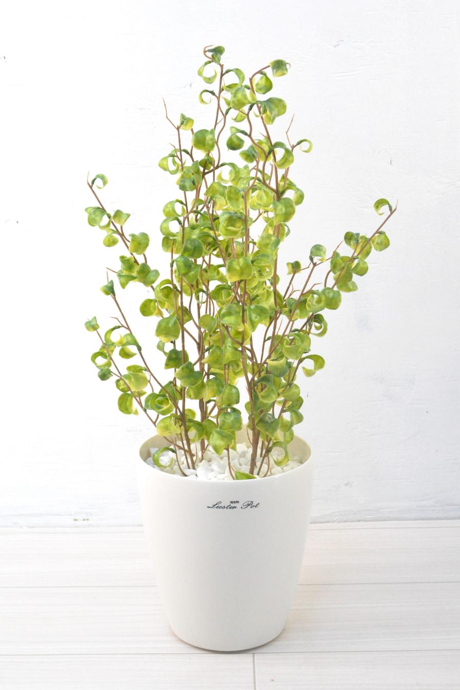 ベンジャミンバロック