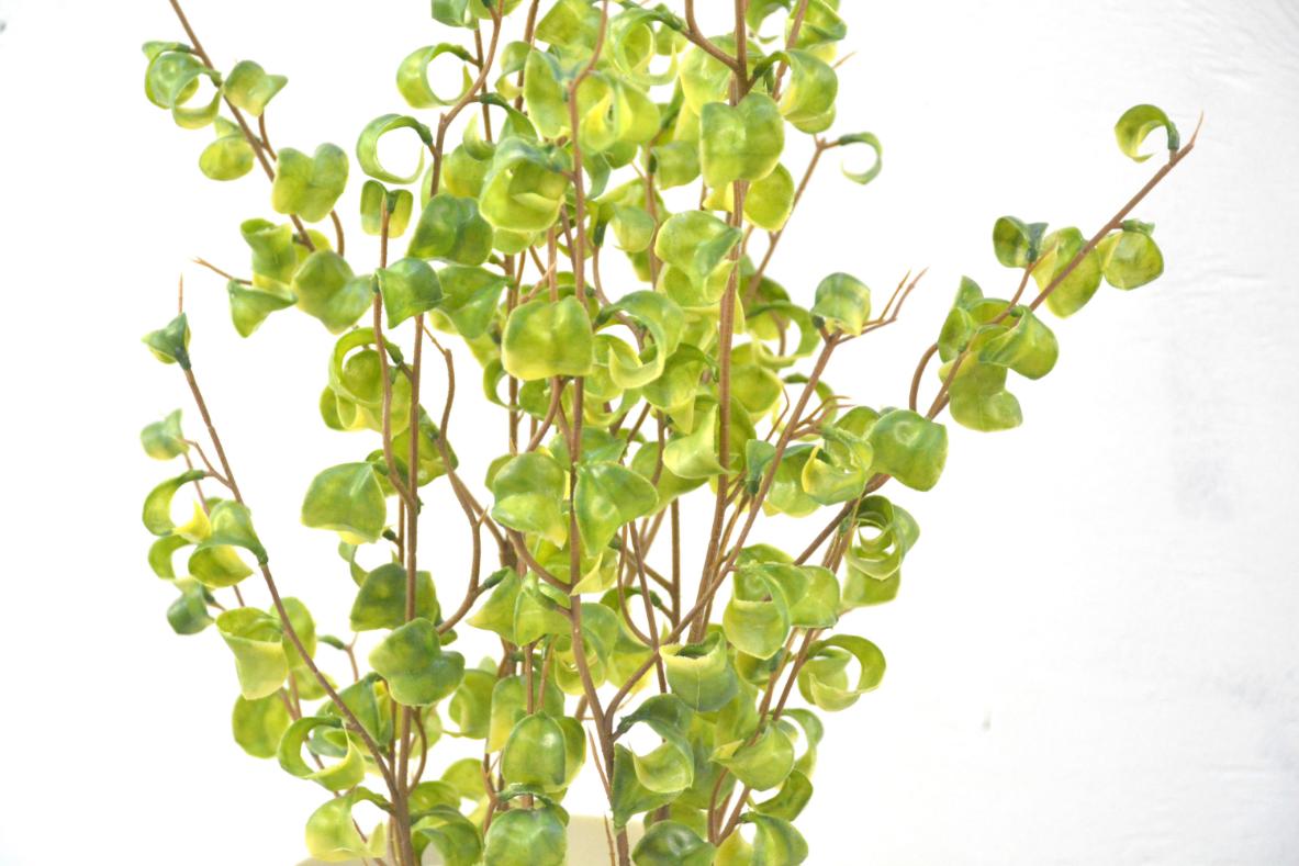 ベンジャミンバロック