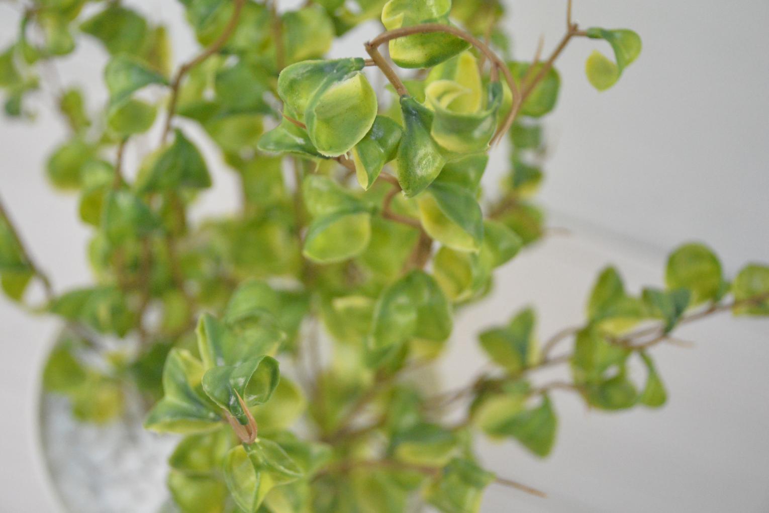 ベンジャミンバロック