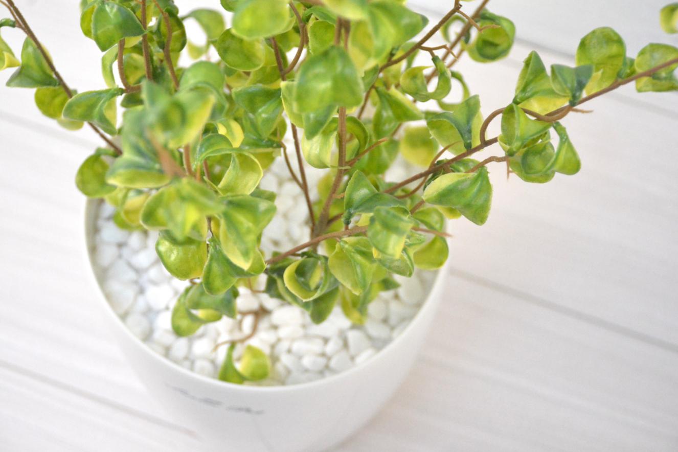 ベンジャミンバロック