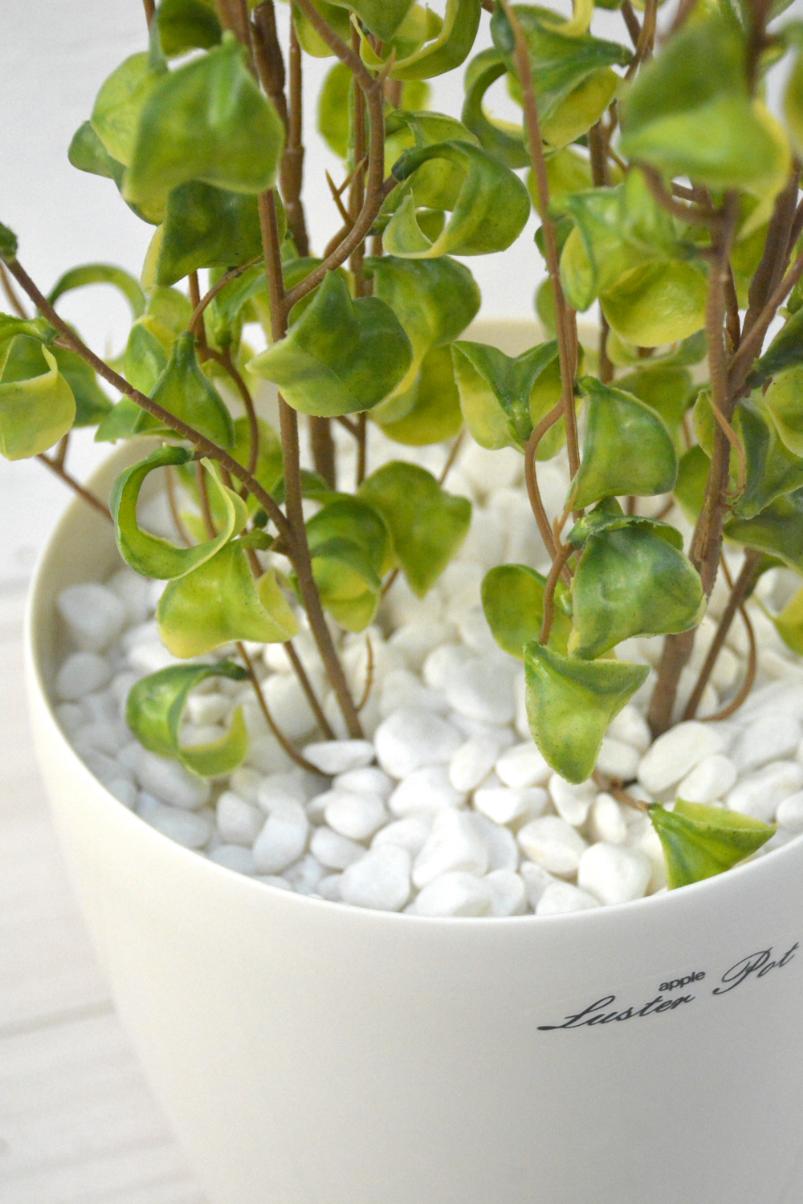 ベンジャミンバロック