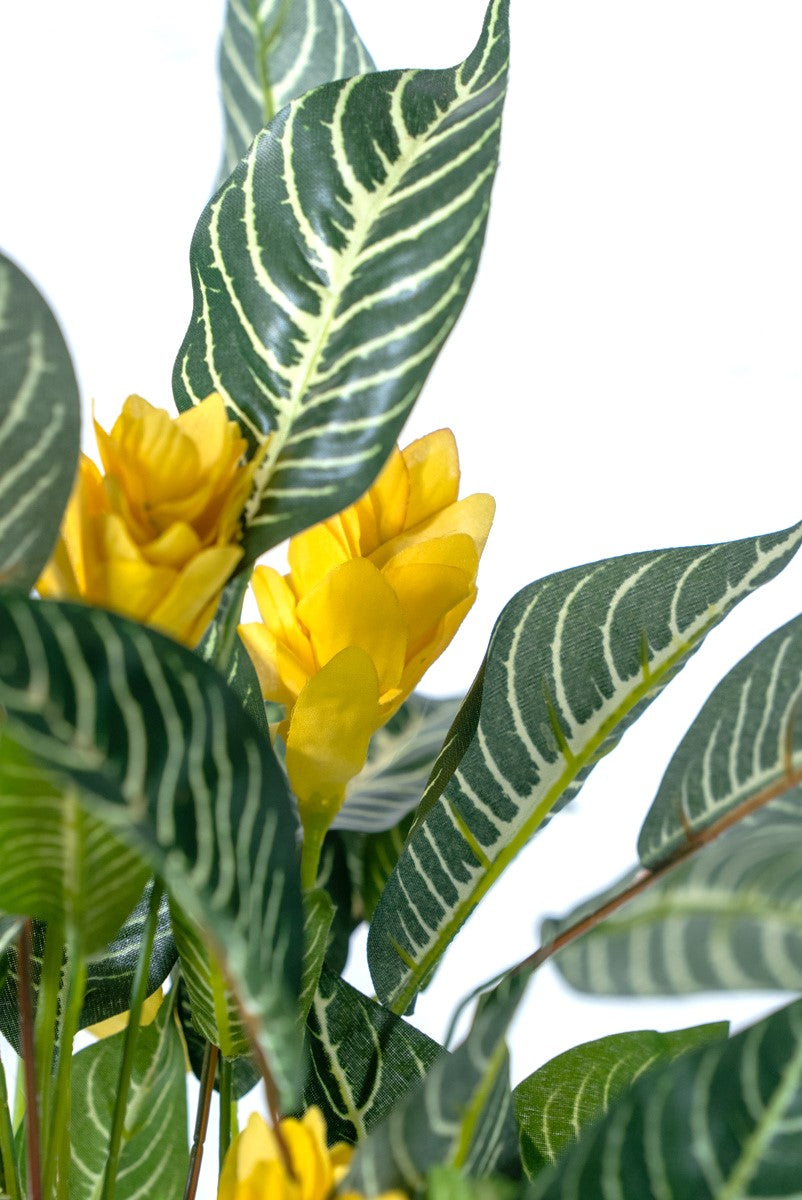 ゼブラ寄せ植え