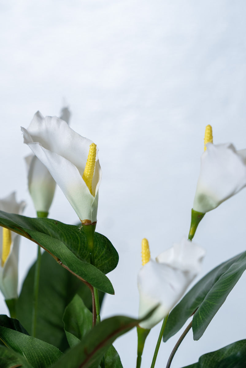 カラーリリー寄せ植え(1点物)