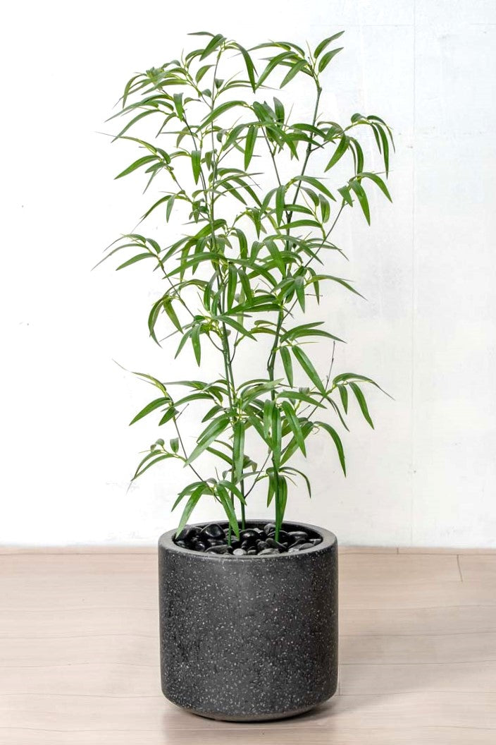 竹(1点物)