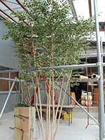 神奈川県 個人様 人工樹木 3.1m