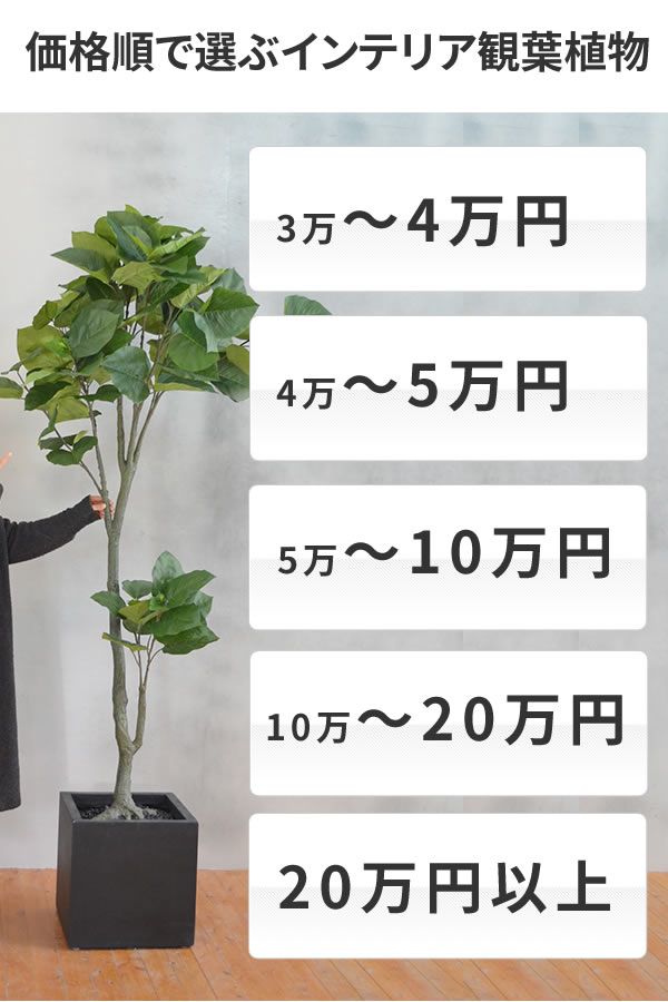 インテリア 観葉植物 3万円以上【岩や】