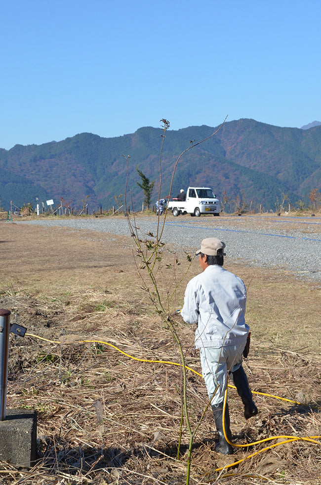 2016年11月12日　植樹の様子です