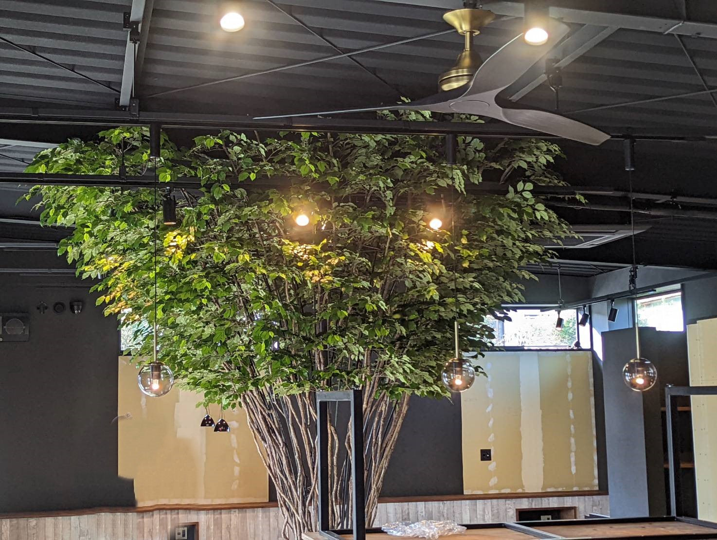 2025年10月　長野県　企業様　ベンジャミン3.2ｍ