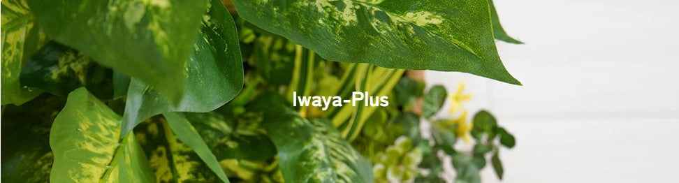 IWAYAplus サイトリニューアルのお知らせ