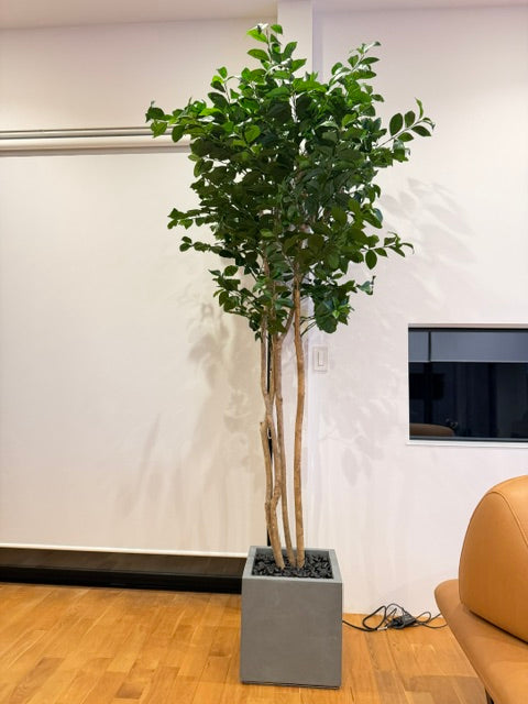 オーダー　レモン　H2.4ｍ　W1ｍ