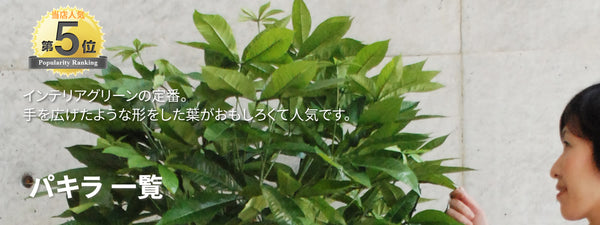 パキラ