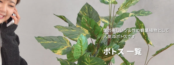 ポトス