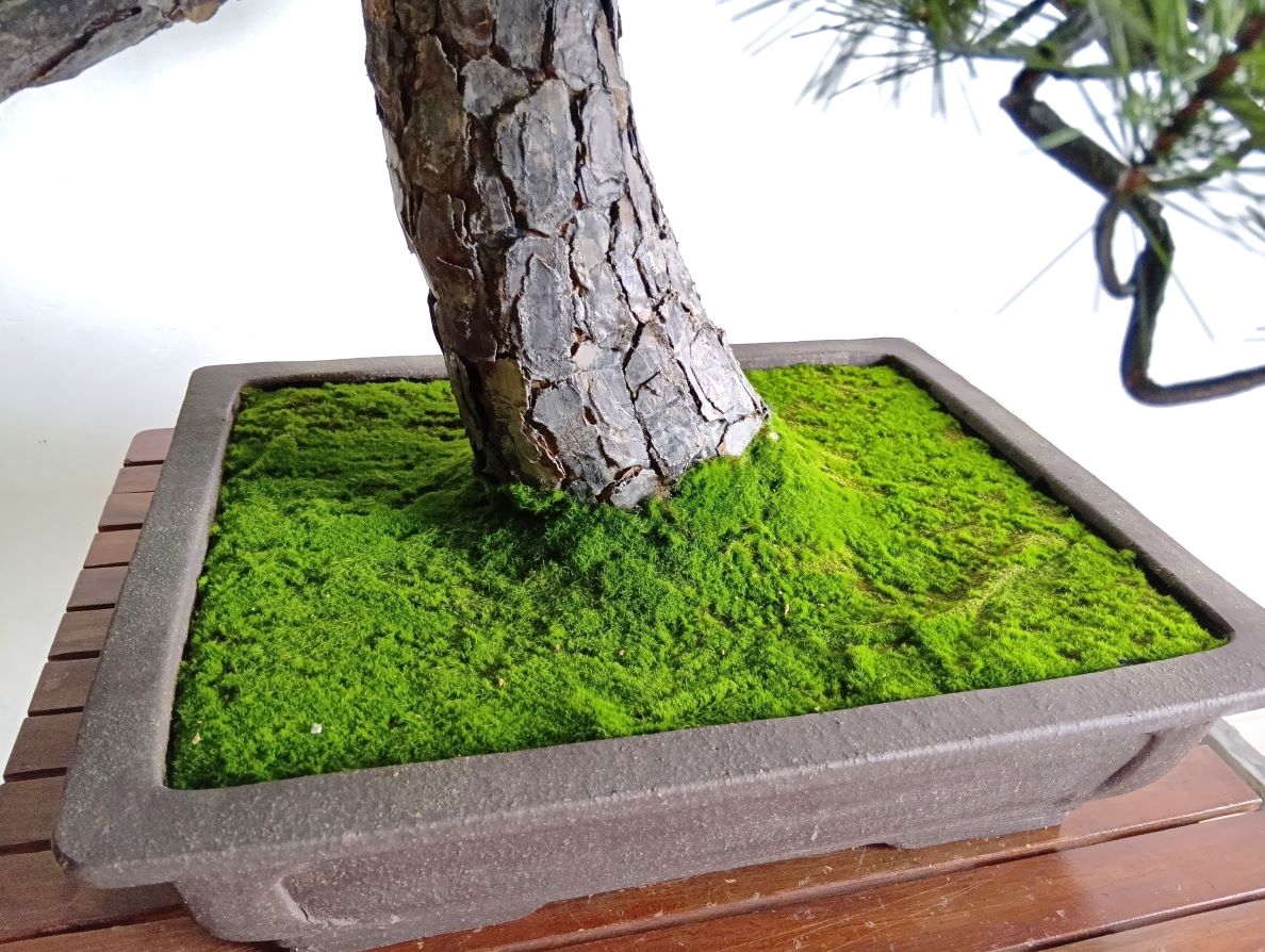 盆栽