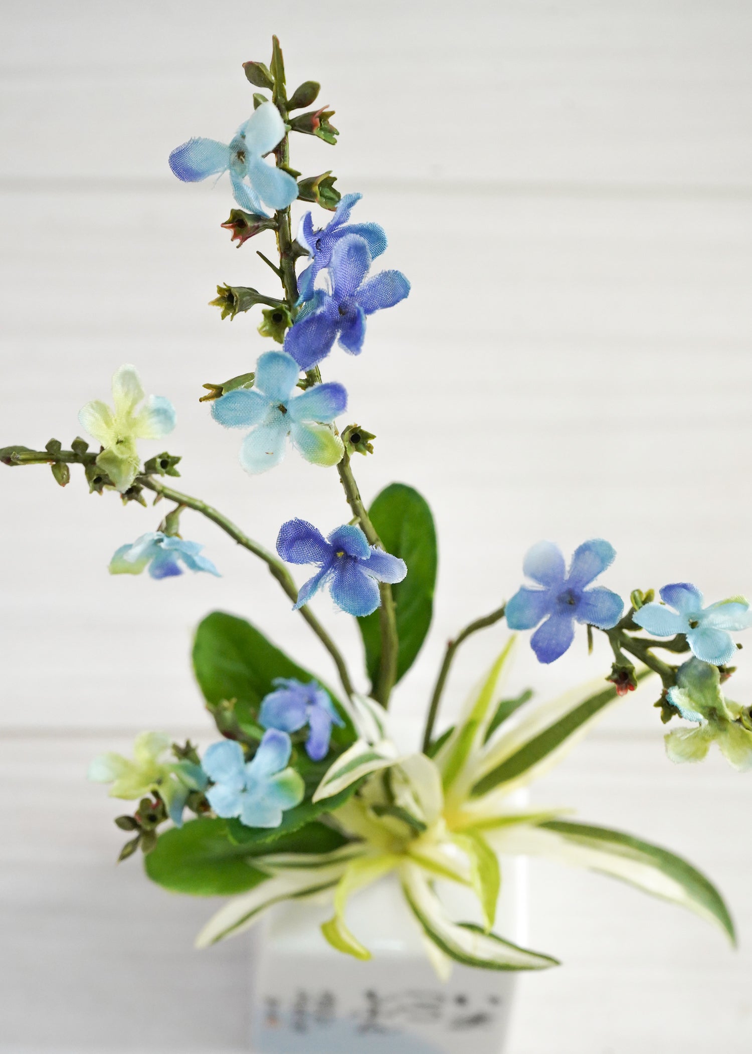 LIZ様◆【ドライフラワー】勿忘草/わすれな草/忘れな草（S）（760） LIZ様◇【ドライフラワー】勿忘草/わすれな草/忘れな草（S）（760