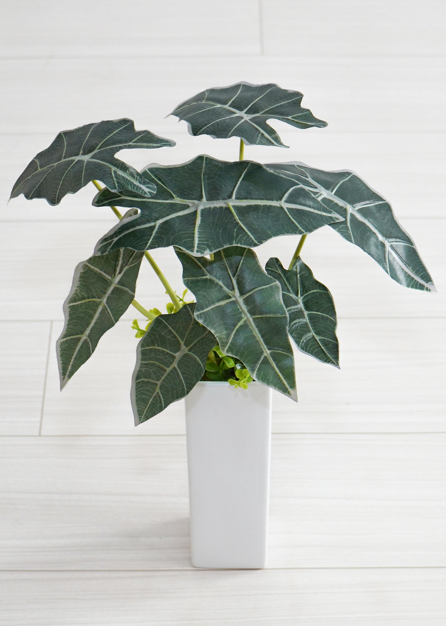 タロイモ（1点物）