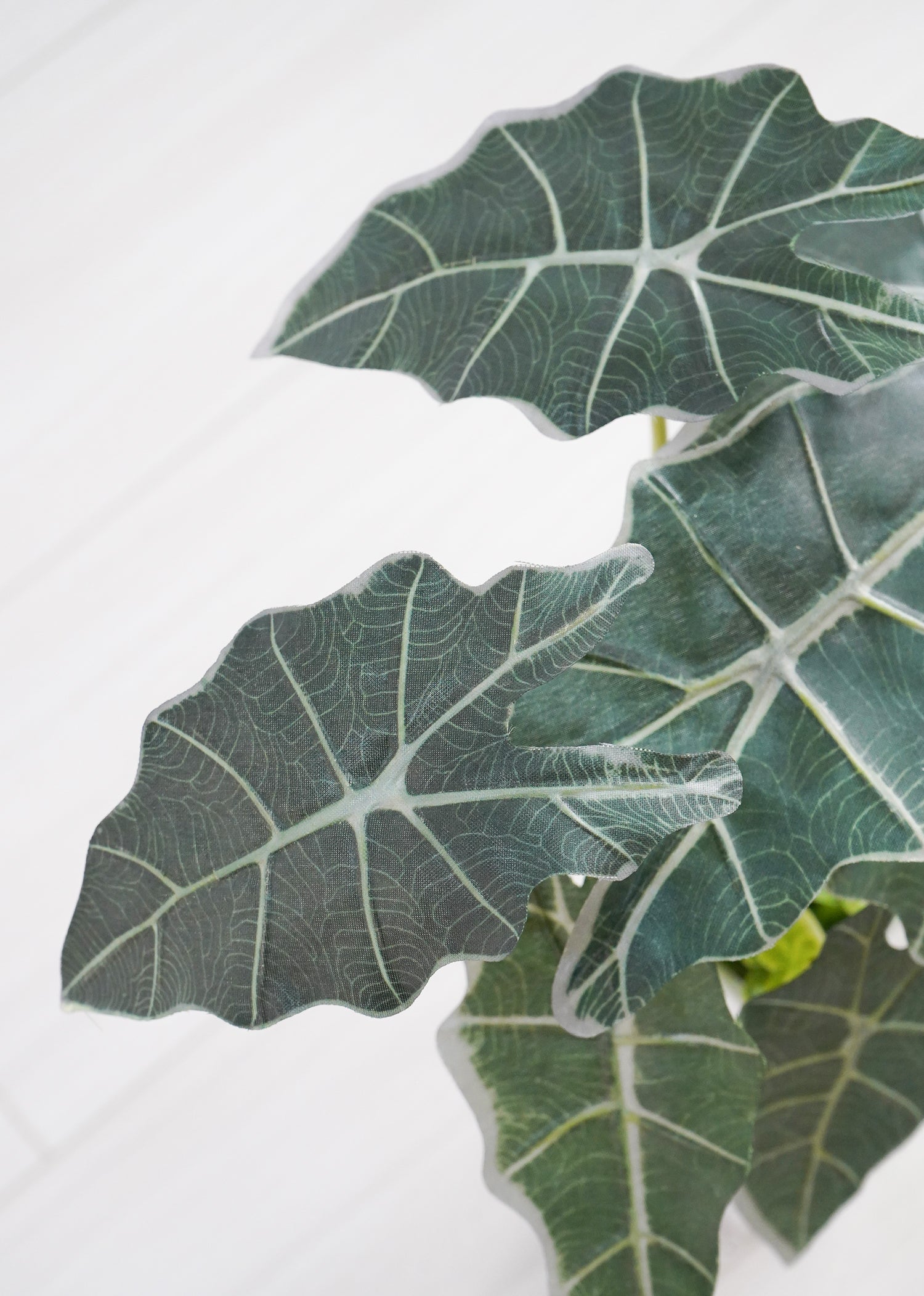 タロイモ（1点物）