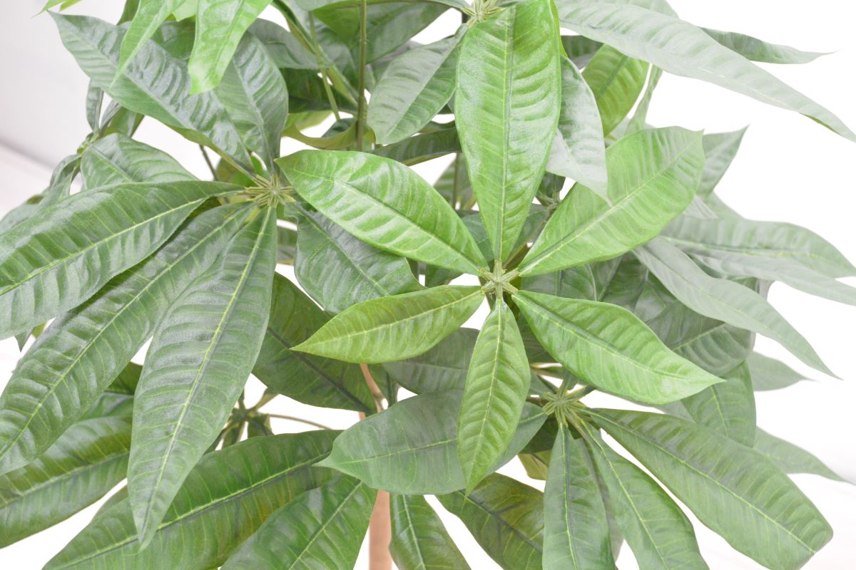 パキラ（1点物）