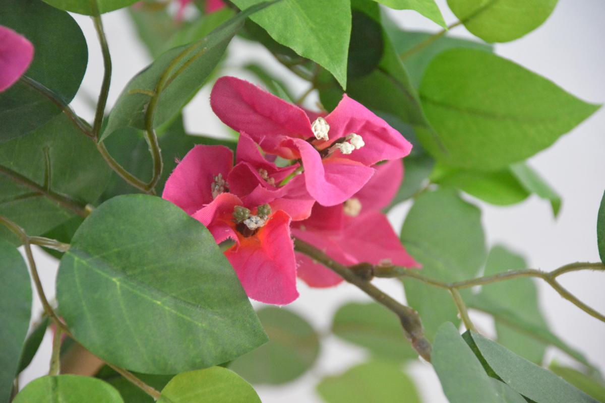 ブーゲンビリア