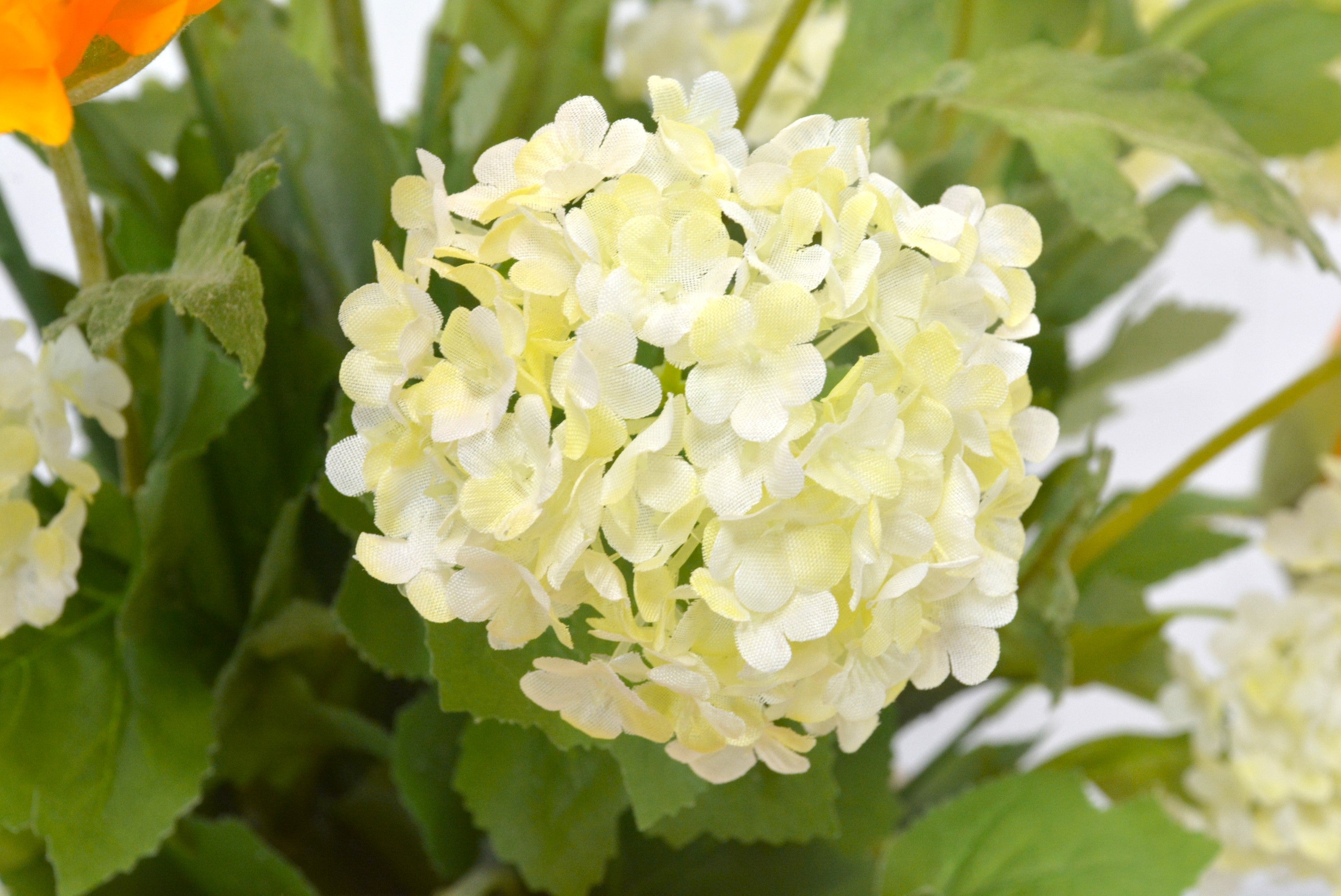 ポピー・スノーボール(1点物)