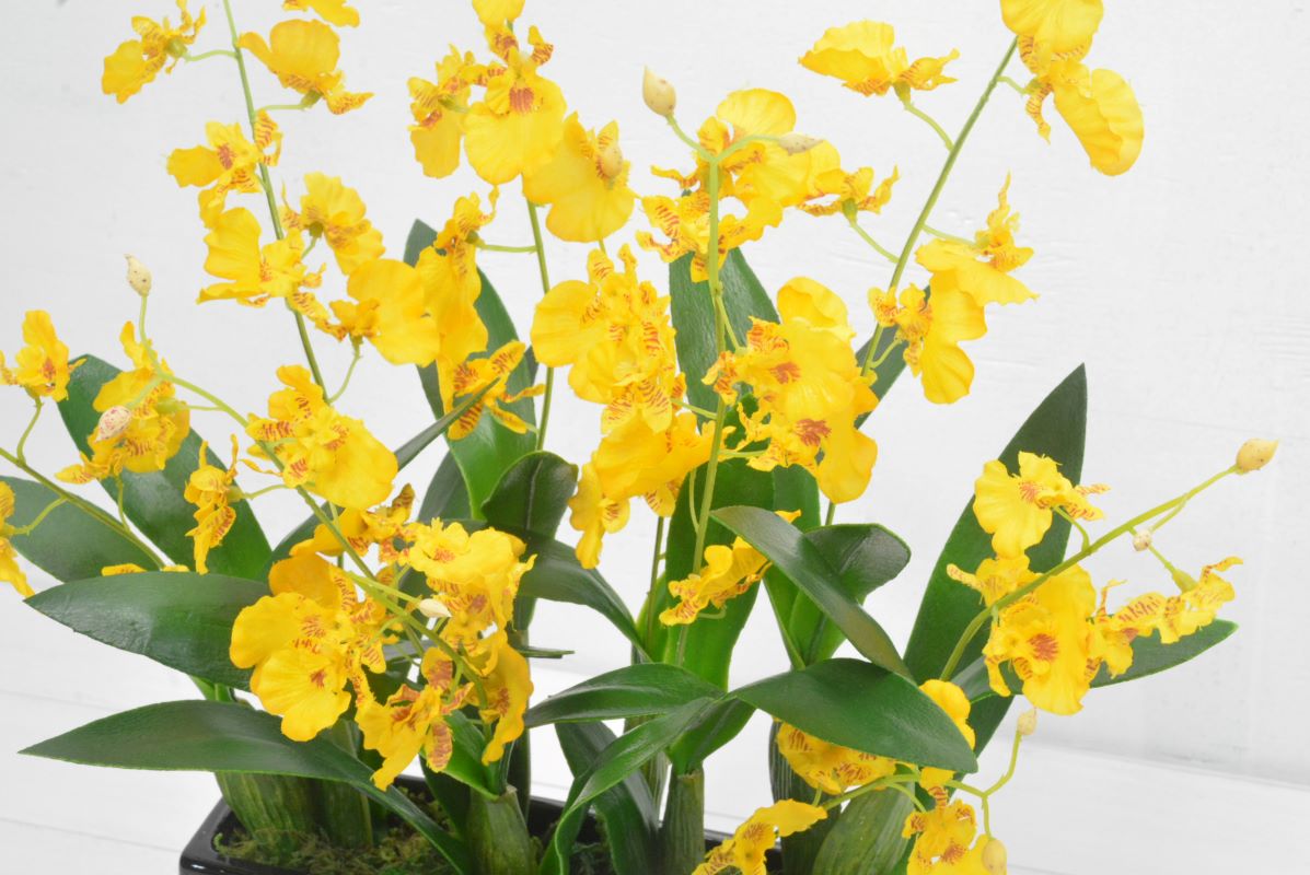 オンシジューム(1点物)