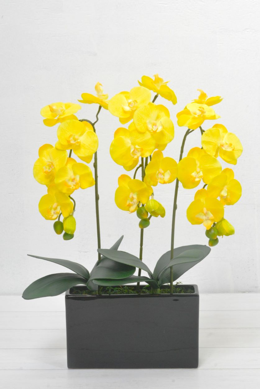 ミニ胡蝶蘭(1点物)