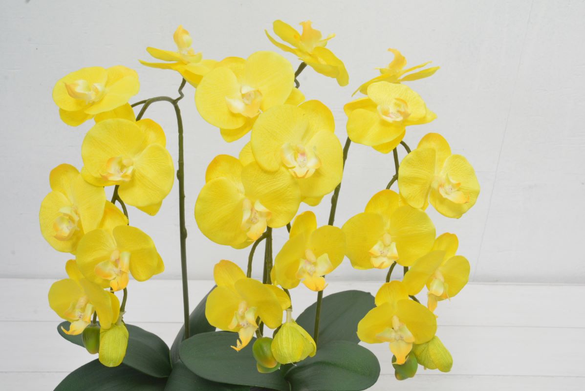 ミニ胡蝶蘭(1点物)