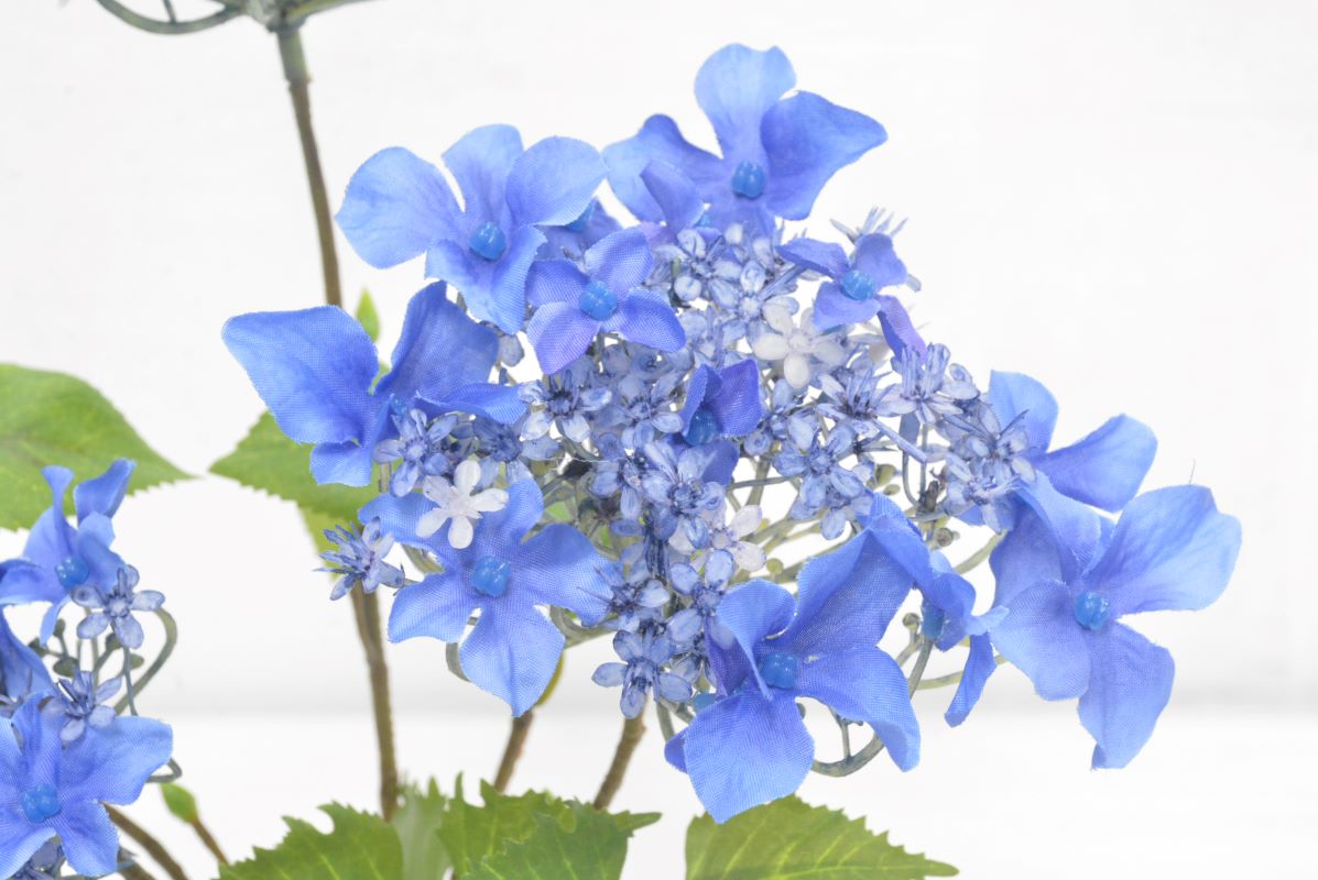 ガクアジサイ(1点物)