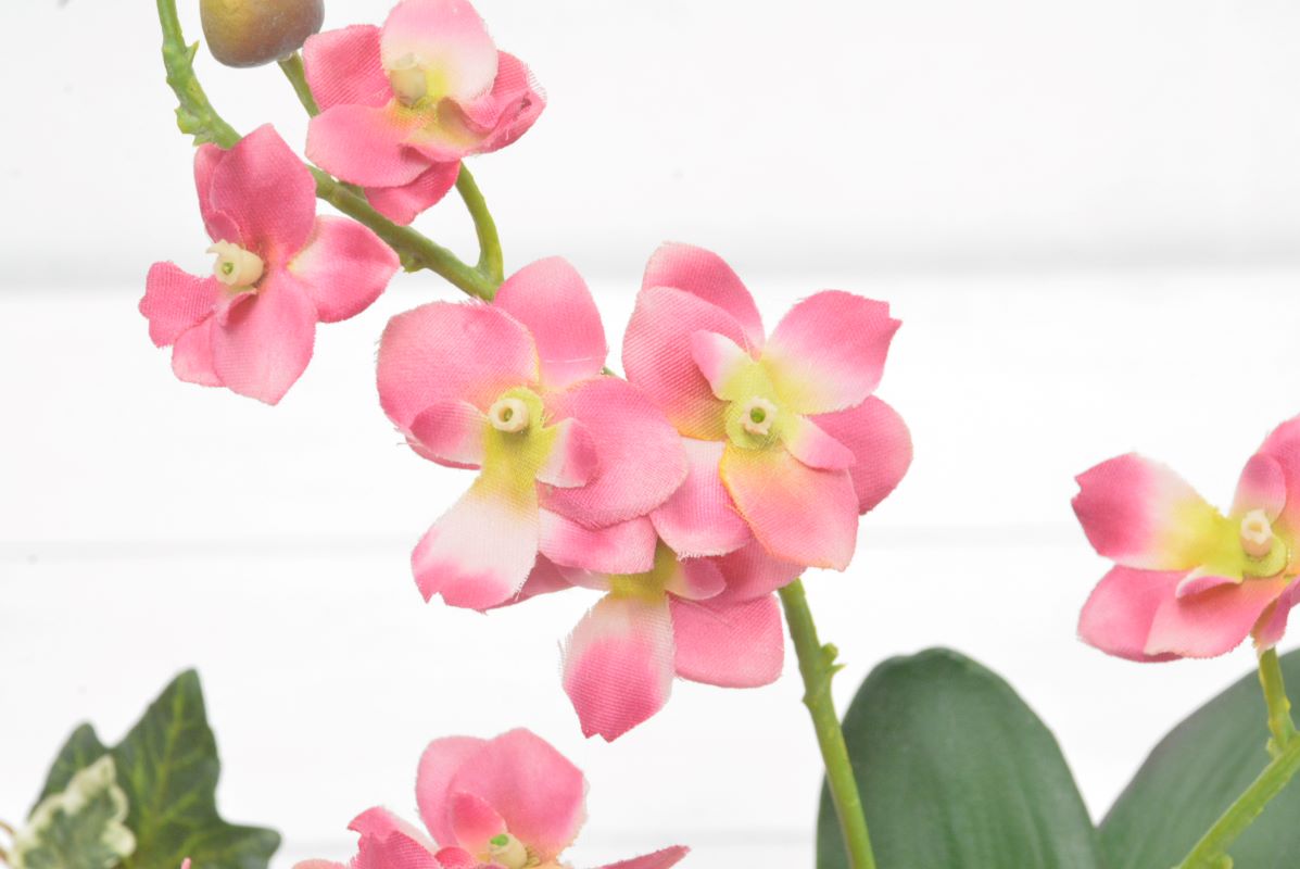 ミニオーキット・アイビー(1点物)