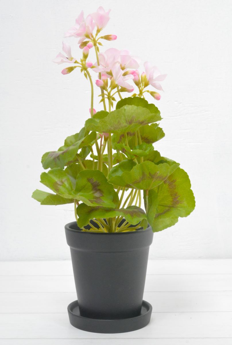 ゼラニウム(1点物)