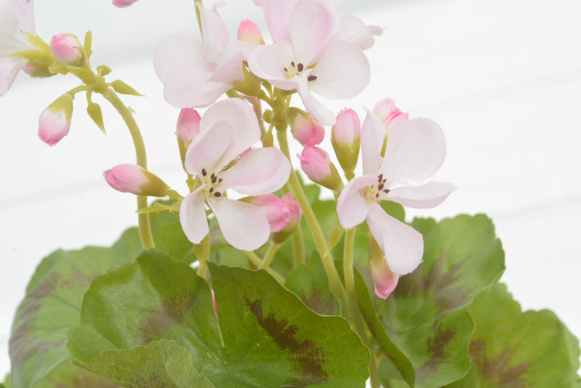 ゼラニウム(1点物)