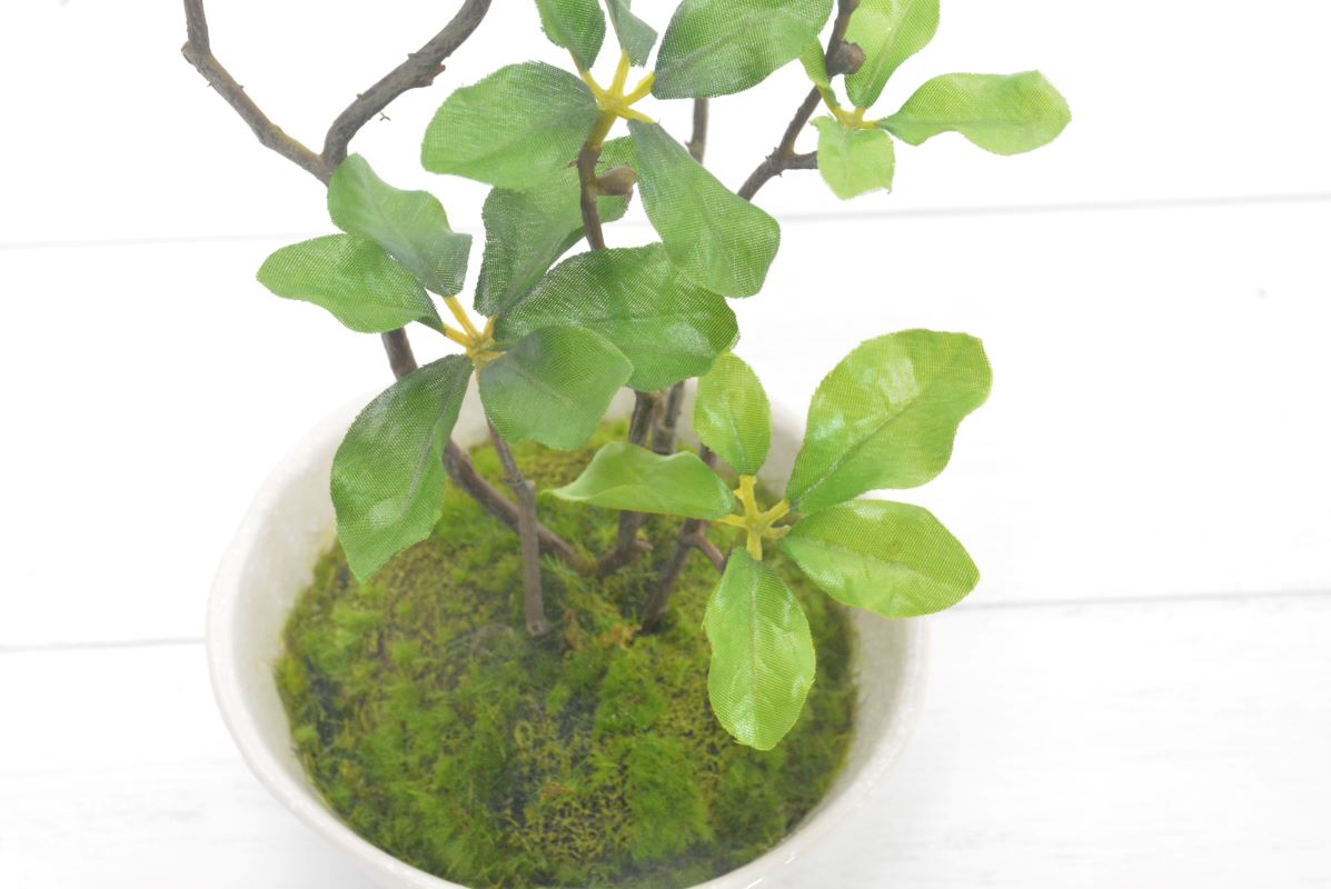 ドウダンツツジ(1点物)