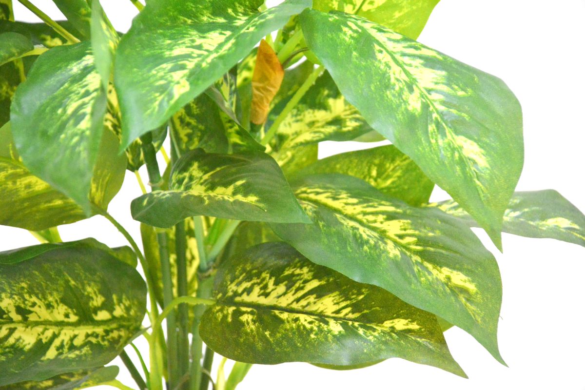 ディフェンバキア（1点物）