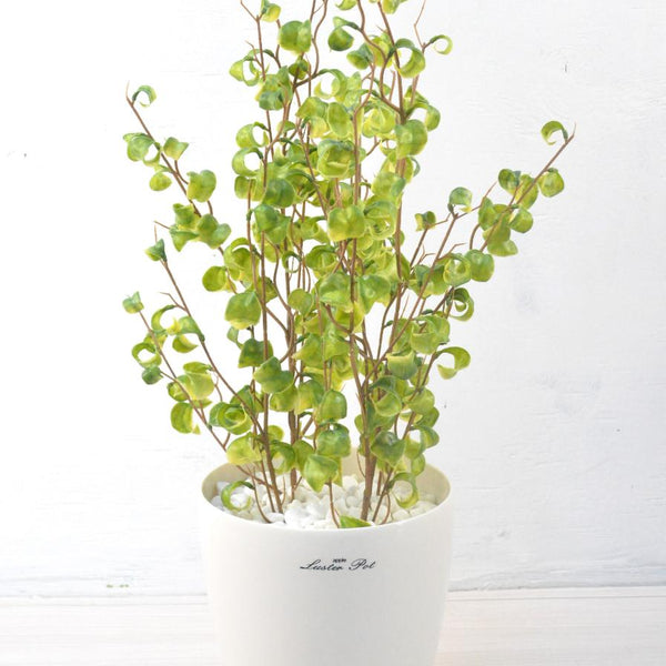 ベンジャミンバロック