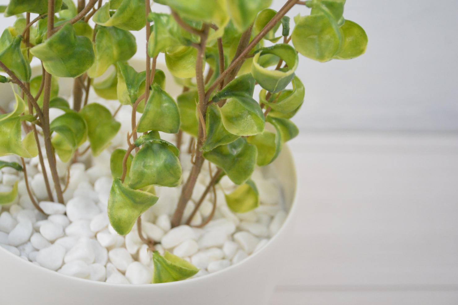 ベンジャミンバロック