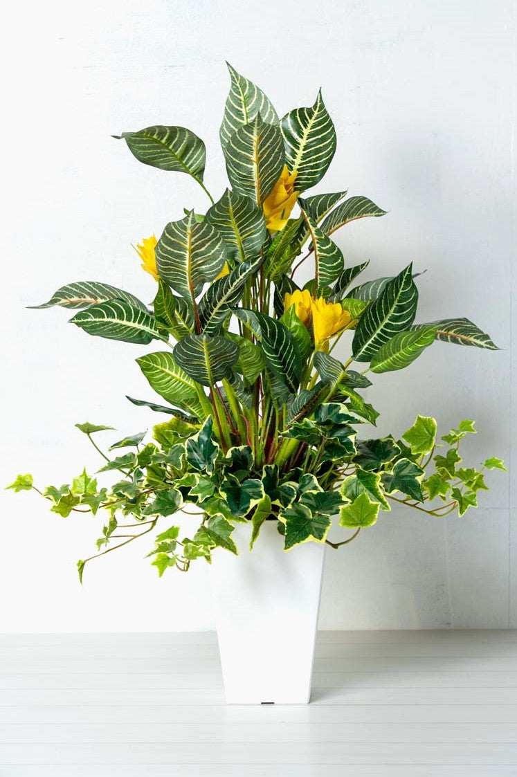 ゼブラ寄せ植え